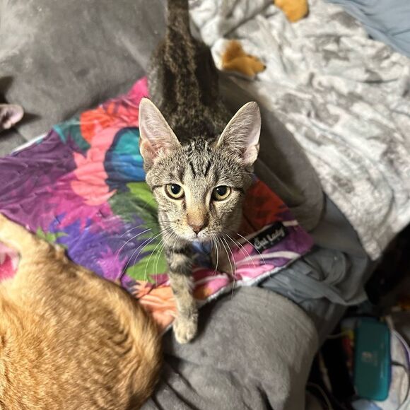 Purchases go towardsmyfoster kittens and cats as well as to catch up onmy house - Picture 8 of 10